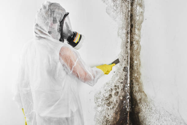 Best Residential Mold Remediation in Lake Zurich, IL
