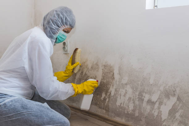 Best Commercial Mold Remediation in Lake Zurich, IL