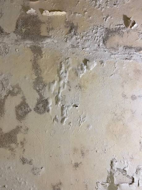Best HVAC Mold Remediation in Lake Zurich, IL