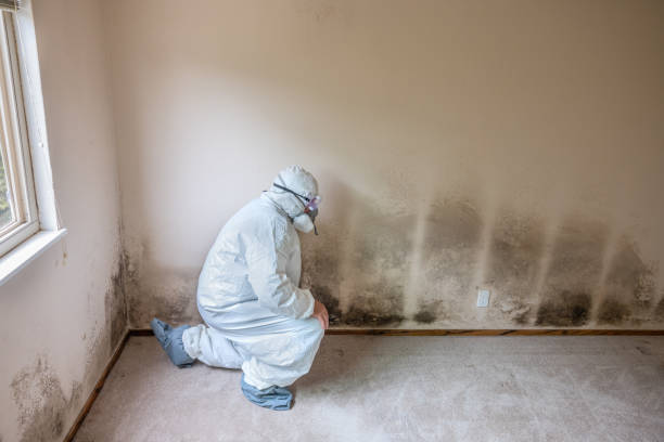 Best Bathroom Mold Remediation in Lake Zurich, IL