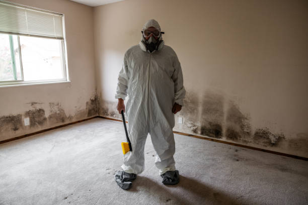 Best Mold Testing and Inspection Services in Lake Zurich, IL