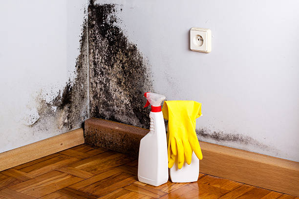 Best Basement Mold Remediation in Lake Zurich, IL